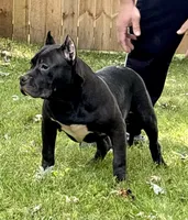 PRODIGY, a male American Bully for sale in Monroe, MI – 1 of 6