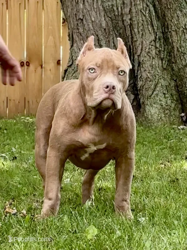 HONEY – American Bully puppy for sale in Monroe, MI