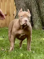 HONEY, a female American Bully for sale in Monroe, MI – 1 of 10