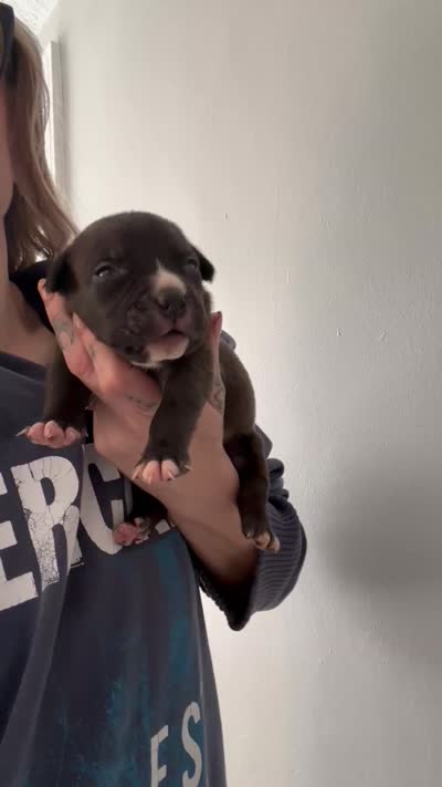 ACE , a male American Bully for sale in Monroe, MI – 9 of 9