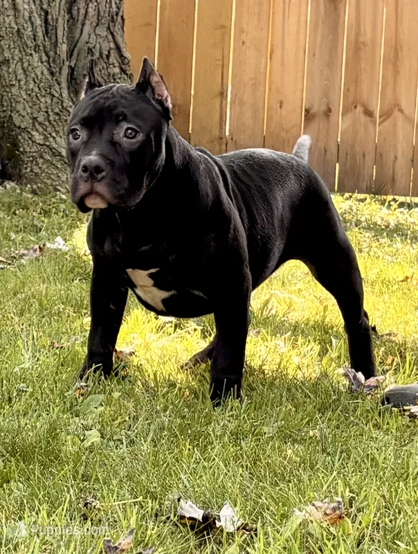 BAGHEERA – American Bully puppy for sale in Monroe, MI
