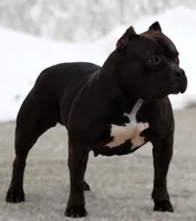 RAVEN, a female American Bully for sale in Monroe, MI – 2 of 5