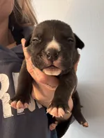ACE , a male American Bully for sale in Monroe, MI – 5 of 9