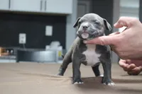 AURA , a female American Bully for sale in Monroe, MI – 3 of 7