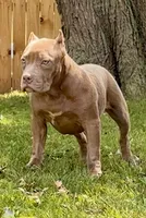 HONEY, a female American Bully for sale in Monroe, MI – 10 of 10