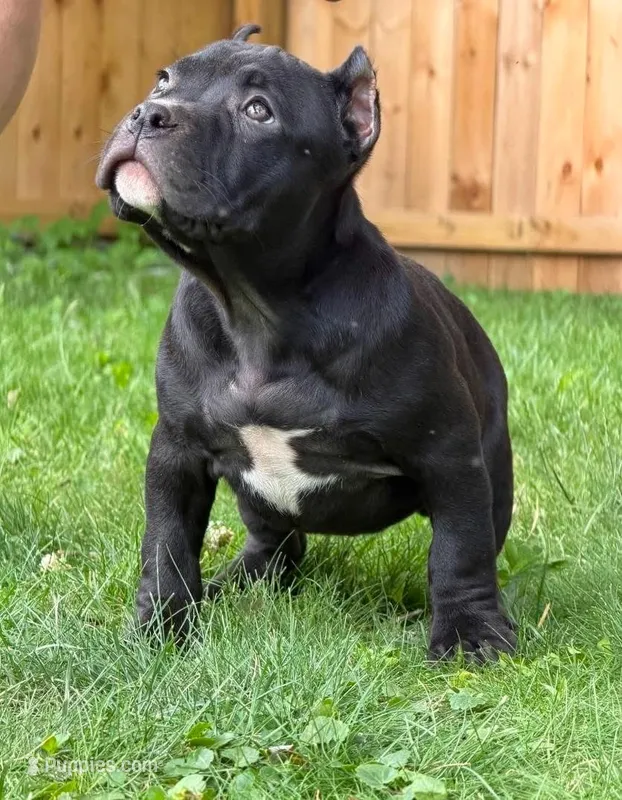 BAGHEERA – American Bully puppy for sale in Monroe, MI