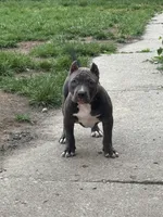AURA , a female American Bully for sale in Monroe, MI – 2 of 9