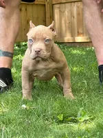 HONEY, a female American Bully for sale in Monroe, MI – 3 of 6