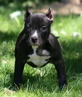 ACE , a male American Bully for sale in Monroe, MI – 1 of 9