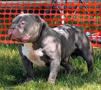 HONEY, a female American Bully for sale in Monroe, MI – 4 of 6