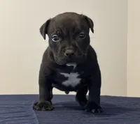 BEAR , a male American Bully for sale in Monroe, MI – 3 of 10