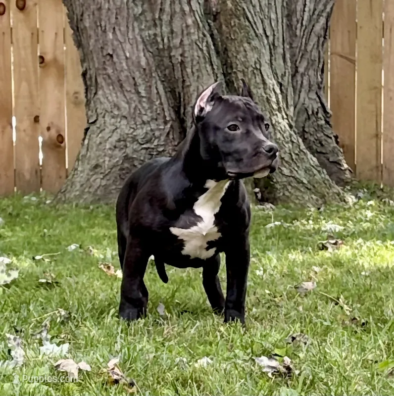 RAVEN – American Bully puppy for sale in Monroe, MI