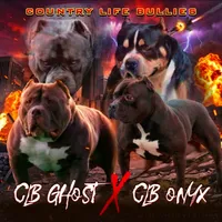 RAVEN, a female American Bully for sale in Monroe, MI – 4 of 5