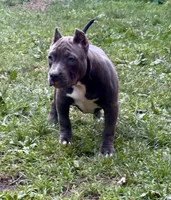 AURA , a female American Bully for sale in Monroe, MI – 3 of 9