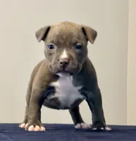 AURA , a female American Bully for sale in Monroe, MI – 2 of 7