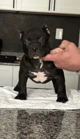 BEAR , a male American Bully for sale in Monroe, MI – 4 of 10