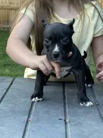ACE , a male American Bully for sale in Monroe, MI – 4 of 9