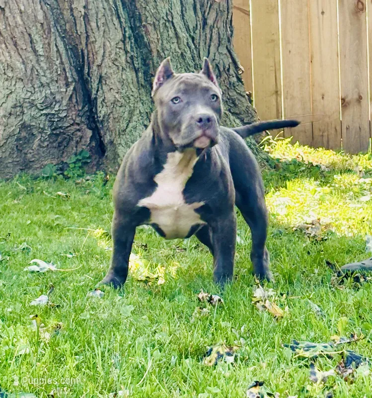 AURA  – American Bully puppy for sale in Monroe, MI