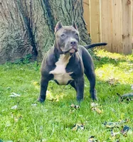 AURA , a female American Bully for sale in Monroe, MI – 1 of 10