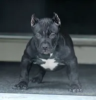 BEAR , a male American Bully for sale in Monroe, MI – 1 of 10