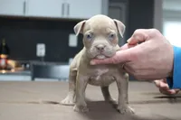 HONEY, a female American Bully for sale in Monroe, MI – 2 of 6