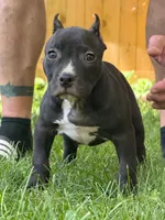 ACE , a male American Bully for sale in Monroe, MI – 3 of 9