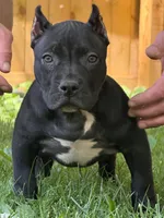 BEAR , a male American Bully for sale in Monroe, MI – 2 of 10