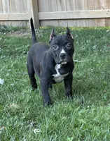 ACE , a male American Bully for sale in Monroe, MI – 9 of 10