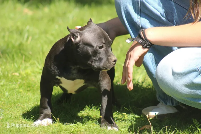 PRODIGY – American Bully puppy for sale in Monroe, MI