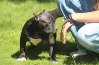 PRODIGY, a male American Bully for sale in Monroe, MI – 1 of 5