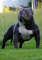 BEAR , a male American Bully for sale in Monroe, MI – 9 of 10