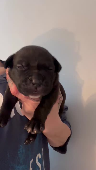 BEAR , a male American Bully for sale in Monroe, MI – 10 of 10