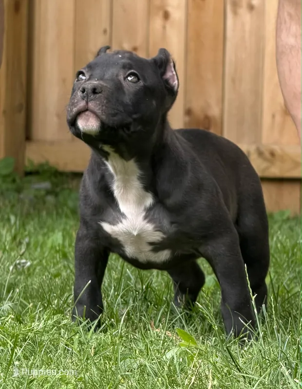 RAVEN – American Bully puppy for sale in Monroe, MI