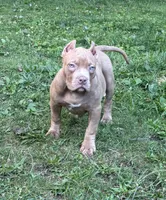 HONEY, a female American Bully for sale in Monroe, MI – 8 of 8