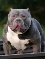 HONEY, a female American Bully for sale in Monroe, MI – 5 of 6