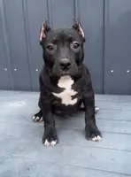 RAVEN, a female American Bully for sale in Monroe, MI – 2 of 6