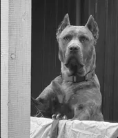 Valentine, a female Cane Corso for sale in Riverside, CA – 4 of 6