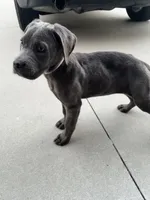 Valentine, a female Cane Corso for sale in Riverside, CA – 3 of 6