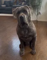 Valentine, a female Cane Corso for sale in Riverside, CA – 5 of 6