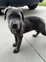 Valentine, a female Cane Corso for sale in Riverside, CA – 2 of 6