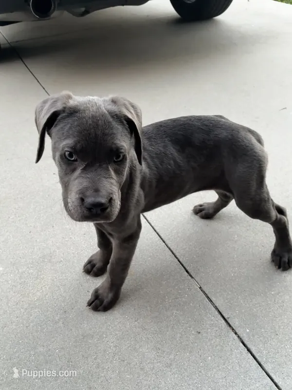 Valentine – Cane Corso puppy for sale in Riverside, CA