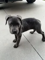 Valentine, a female Cane Corso for sale in Riverside, CA – 1 of 6