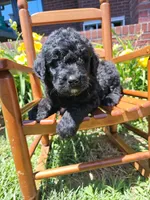Fozzie , a male Newfypoo for sale in Hardin, KY – 7 of 10