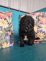Fozzie , a male Newfypoo for sale in Hardin, KY – 5 of 10