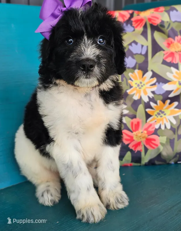 Camilla – Newfypoo puppy for sale in Hardin, KY