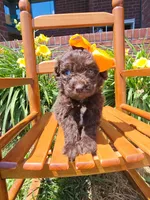 Robin, a female Newfypoo for sale in Hardin, KY – 7 of 9