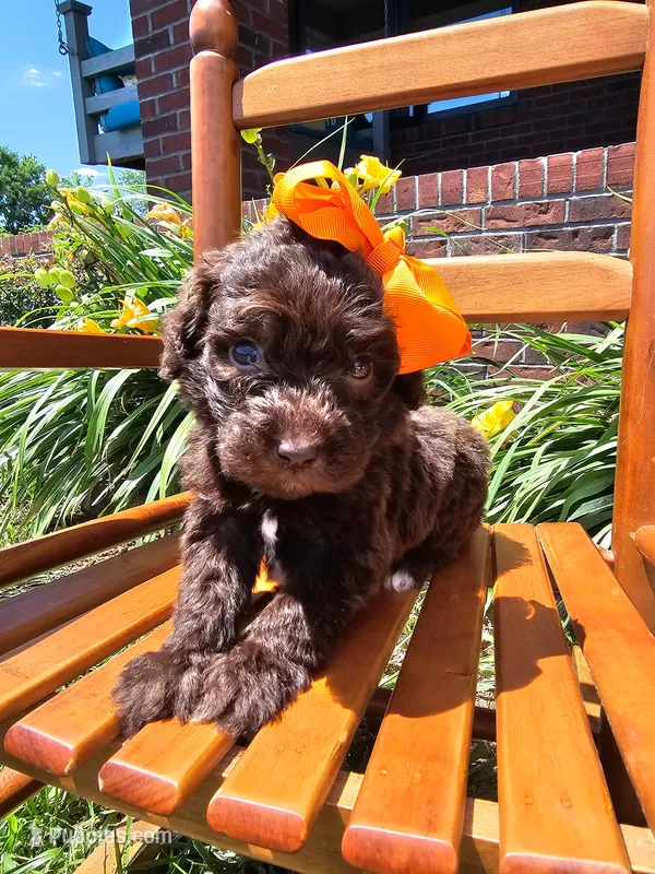 Robin – Newfypoo puppy for sale in Hardin, KY