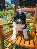 Camilla, a female Newfypoo for sale in Hardin, KY – 7 of 10