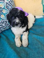 Camilla, a female Newfypoo for sale in Hardin, KY – 3 of 10