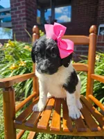 Miss Piggy, a female Newfypoo for sale in Hardin, KY – 4 of 8